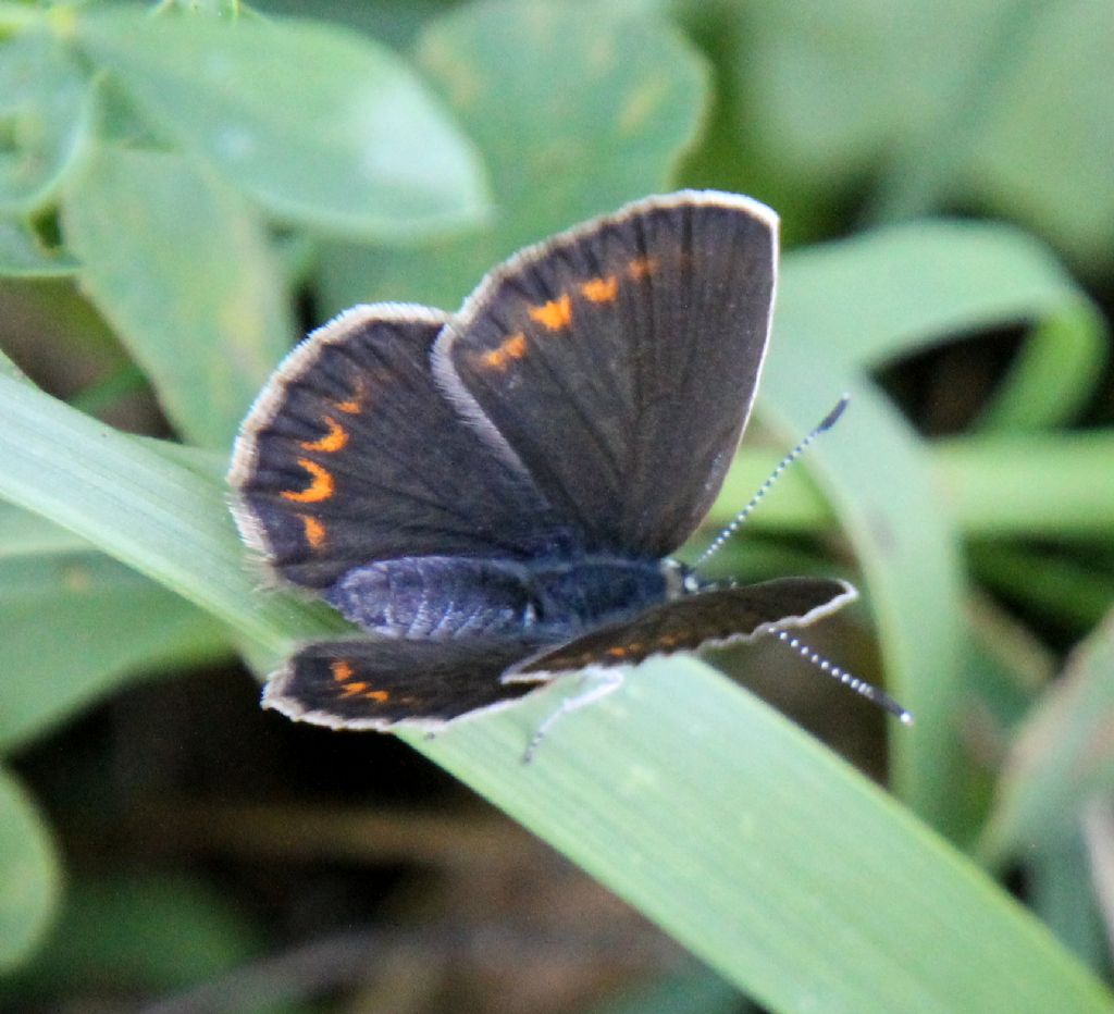 Plebejus... argus